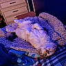 animal, bedroom, blanket, cat, comfort, cozy, cute, domestic, feline, fluffy, fur, home, indoor, pile, relaxed, resting, sleepy, soft_lighting, textile, upside_down