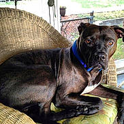 Bubba is registered to the contest to win money with this photo: