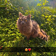 Zazou a rejoint le concours — aidez-le/la à gagner de superbes lots ! cat, fluffy, amber_eyes, grass, plants, sunlight, nature, outdoor, greenery, fur, pet, animal, garden, sun_rays, adorable, cute, wildlife, sitting, daylight, closeup