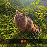 cat, fluffy, amber_eyes, grass, plants, sunlight, nature, outdoor, greenery, fur, pet, animal, garden, sun_rays, adorable, cute, wildlife, sitting, daylight, closeup