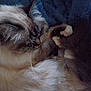 animal, blanket, cat, close_up, comfort, cozy, cute, domestic_animal, feline, fluffy_fur, fur, indoor, napping, paws, pet, quiet, relaxation, resting, sleeping, soft_texture