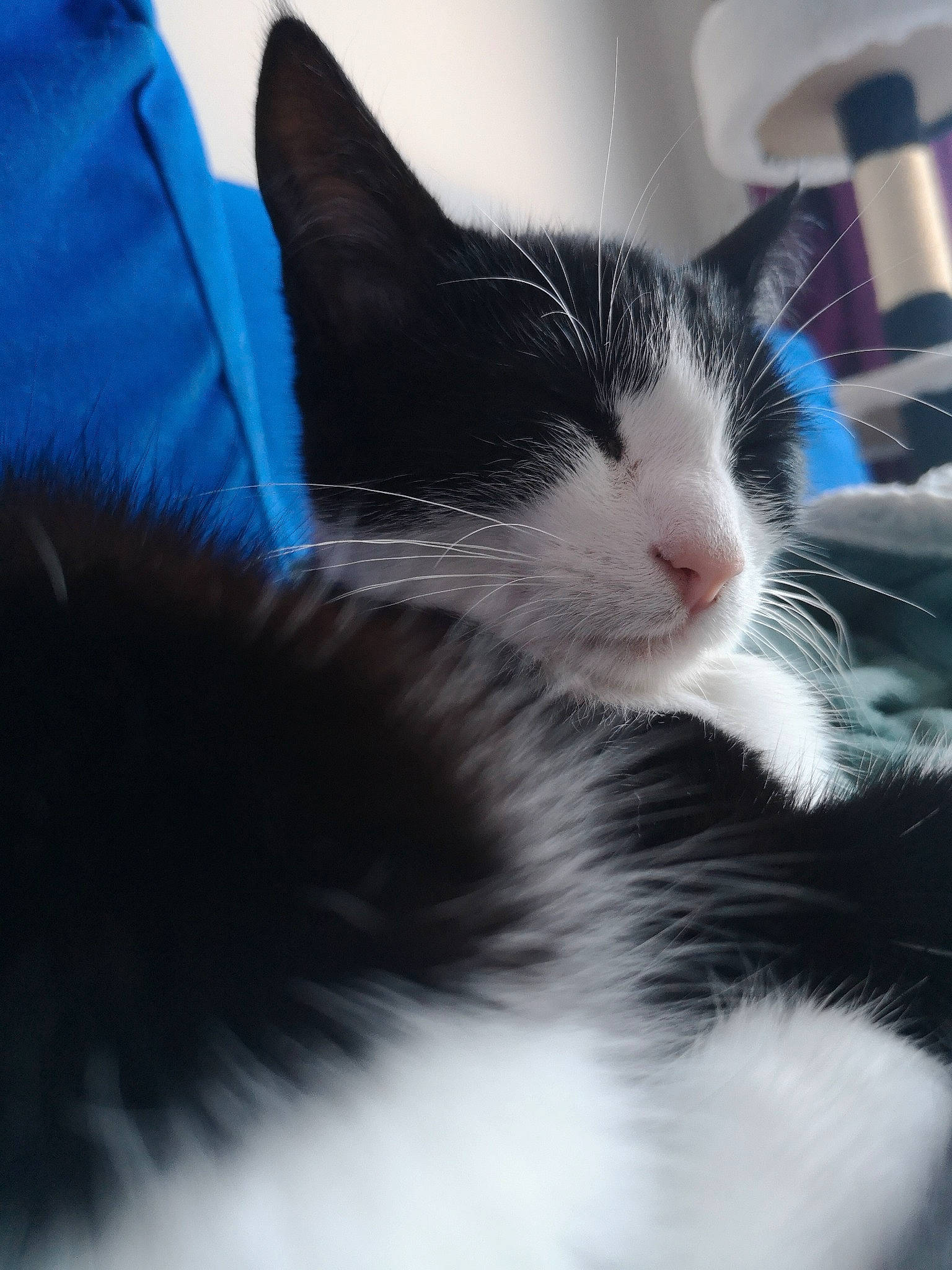 Ziggy participe au concours pour gagner de l'argent avec cette photo : carnivore, cat, cloud, comfort, domestic_short_haired_cat, electric_blue, eye, felidae, fur, hair, iris, meteorological_phenomenon, monochrome_photography, paw, sky, small_to_medium_sized_cats, snout, tail, whiskers, window