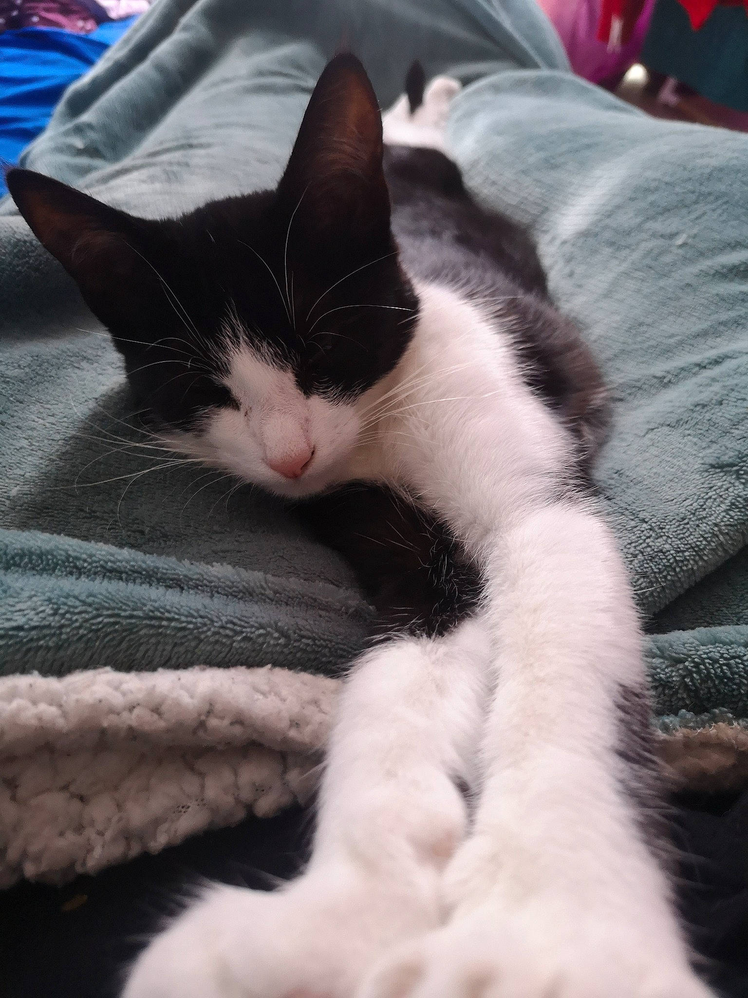 Ziggy participe au concours pour gagner de l'argent avec cette photo : carnivore, cat, claw, cloud, comfort, domestic_short_haired_cat, eye, felidae, foot, fur, grey, human_leg, linens, nap, paw, sleep, small_to_medium_sized_cats, snout, tail, whiskers