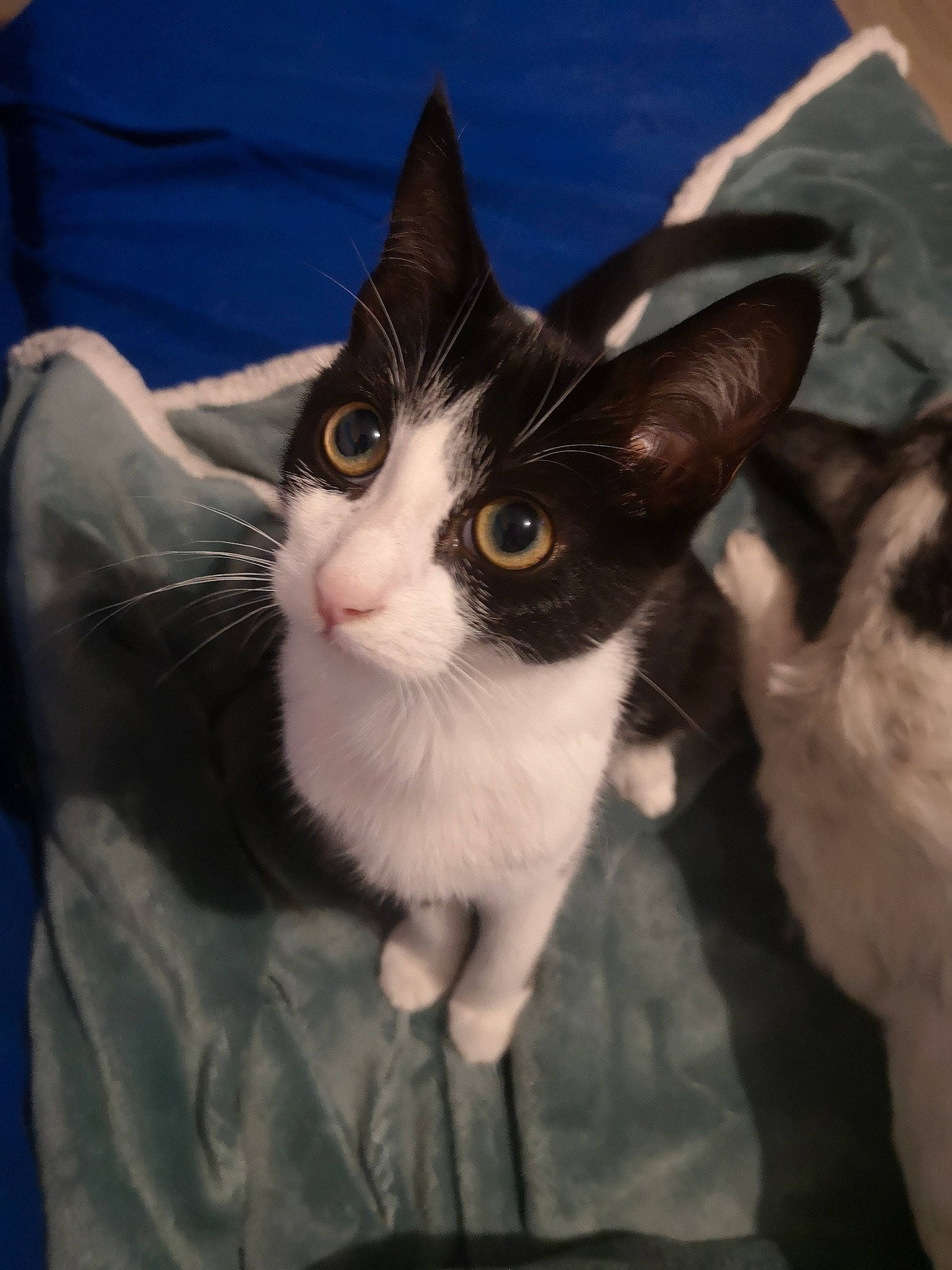 Ziggy participe au concours pour gagner de l'argent avec cette photo : carnivore, cat, comfort, domestic_short_haired_cat, ear, eye, felidae, formal_wear, fur, gesture, head, iris, lap, paw, small_to_medium_sized_cats, snout, tail, whiskers