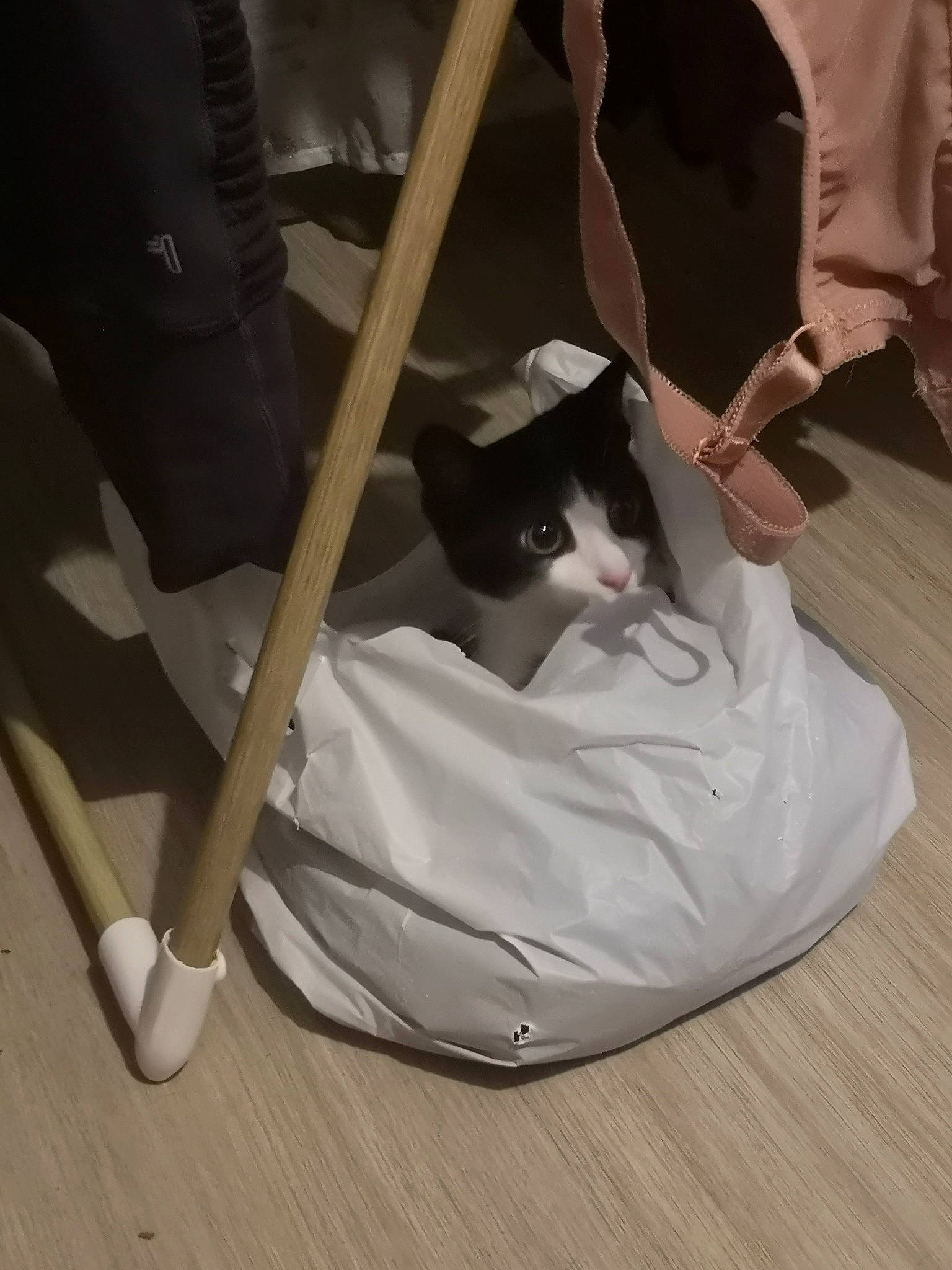 Ziggy a rejoint le concours — aidez-le/la à gagner de superbes lots ! baby_products, bag, carmine, carnivore, cat, chair, comfort, felidae, flooring, fur, hardwood, human_leg, linens, luggage_and_bags, paper_bag, room, small_to_medium_sized_cats, whiskers, wood, wood_flooring