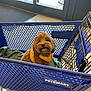 dog, shopping_cart, petsmart, brown_dog, yellow_harness, indoor, store_entrance, glass_doors, floor_tiles, pet_store, pet_accessories, cute, fluffy, pet, animal, looking_up, seated, retail, shopping, leisure