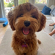 Maple is registered to the contest to win money with this photo: dog, puppy, brown_fur, curly_fur, tongue_out, happy, indoor, couch, living_room, natural_light, pet_tag, collar, furniture, floor, window, curtains, home, smiling, cute, sitting