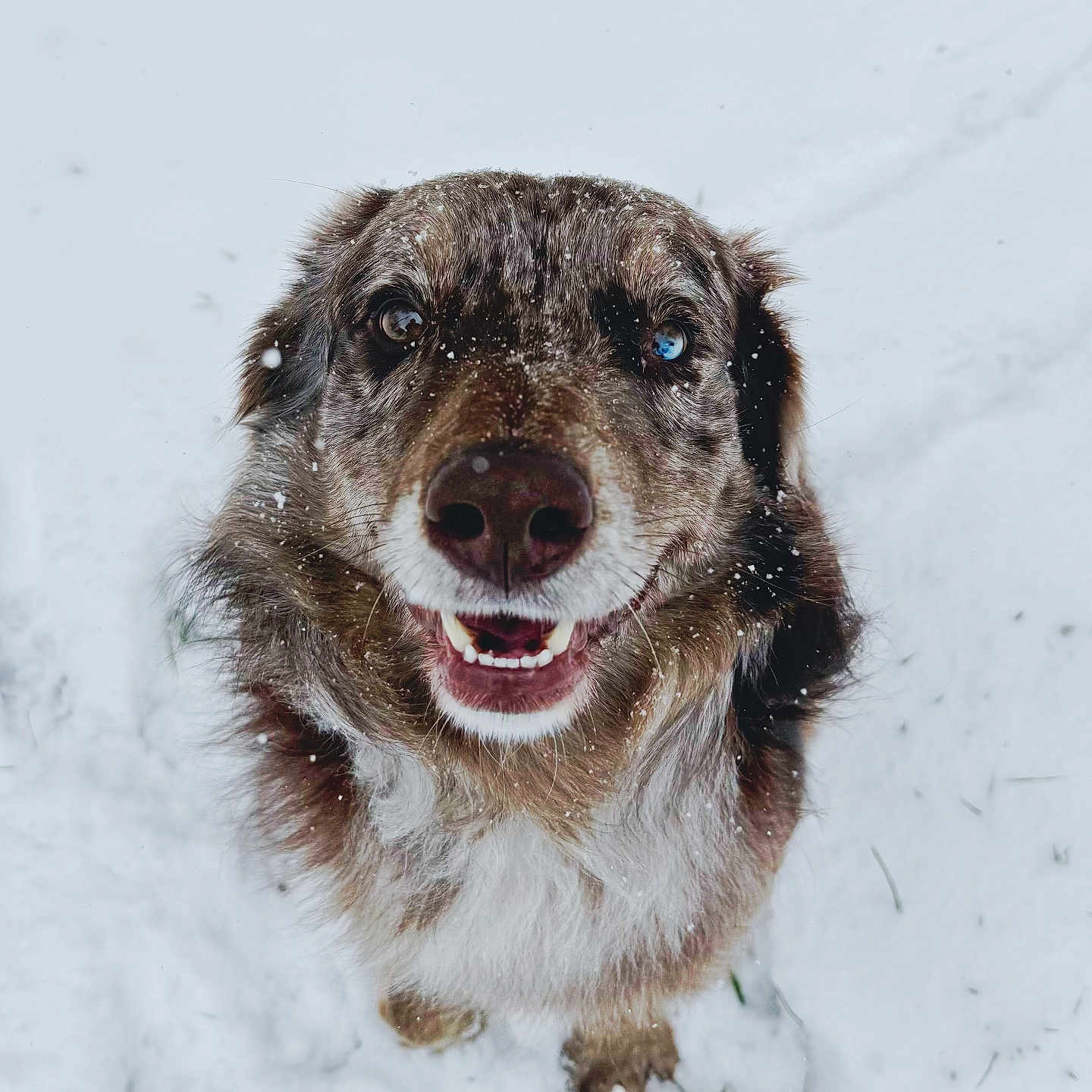 Bean is registered to the contest to win money with this photo: animal, blizzard, bodypart, canine, dog, head, hound, husky, mouth, nature, outdoors, person, pet, puppy, snout, snow, storm, teeth, terrier, winter