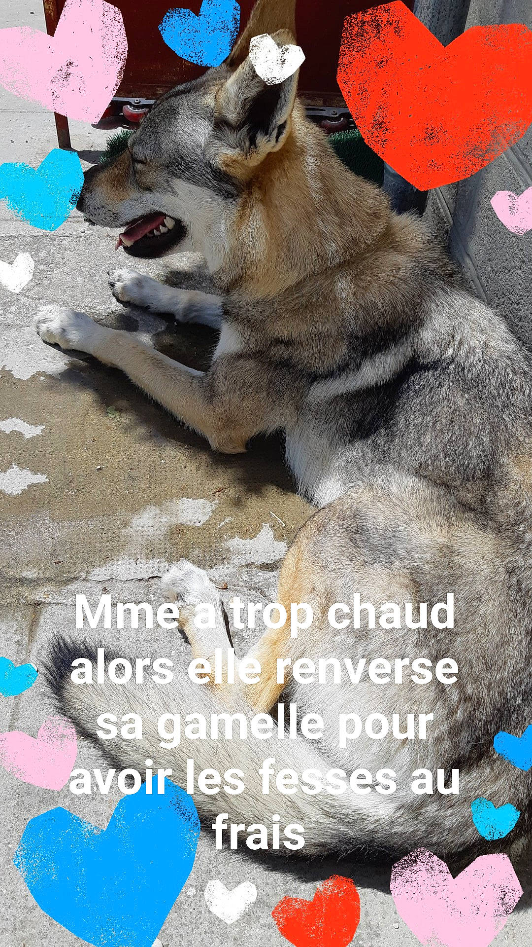 Passion a rejoint le concours — aidez-le/la à gagner de superbes lots ! ancient_dog_breeds, aqua, canidae, carnivore, collar, colorfulness, dog, dog_breed, dog_supply, fur, northern_inuit_dog, paw, pet_supply, photo_caption, sled_dog, snout, sporting_group, sulimov_dog, tongue, working_animal