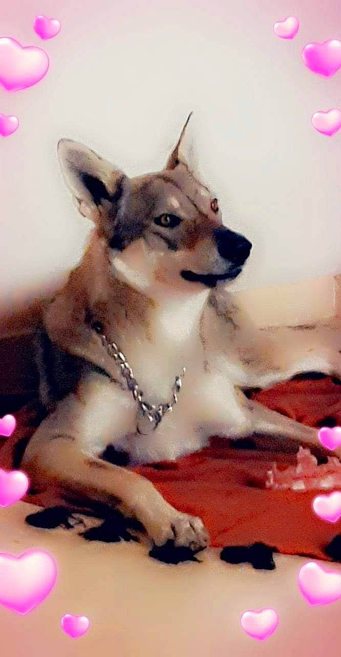 Passion participe au concours pour gagner de l'argent avec cette photo : ancient_dog_breeds, canidae, carnivore, ceramic, collar, companion_dog, dog, dog_breed, dog_supply, fawn, magenta, non_sporting_group, paint, painting, party_supply, pink, snout, working_animal