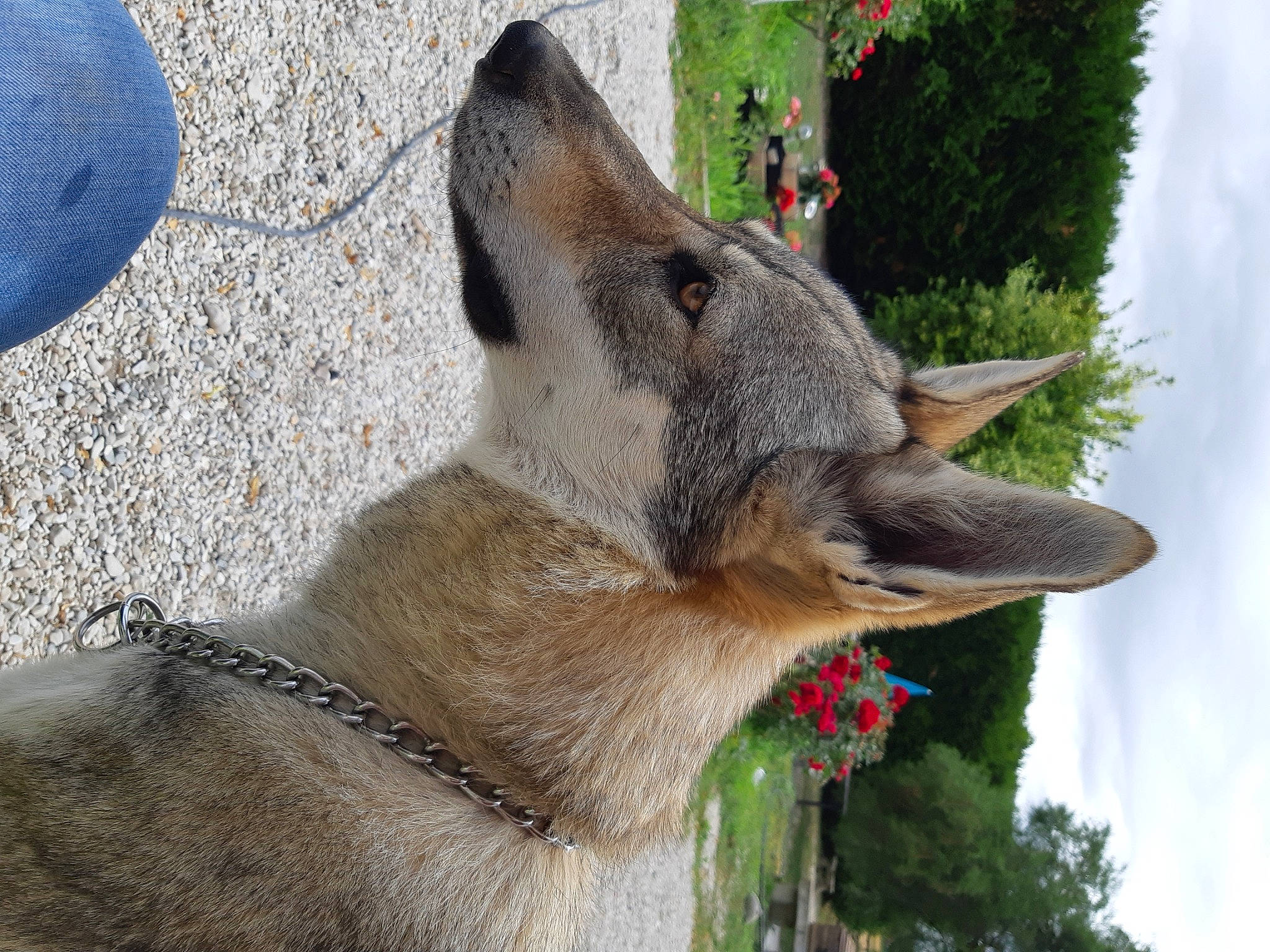 Passion a rejoint le concours — aidez-le/la à gagner de superbes lots ! canidae, canis, carnivore, collar, dog, dog_breed, dog_collar, jaw, king_shepherd, snout, vertebrate, working_animal, working_dog