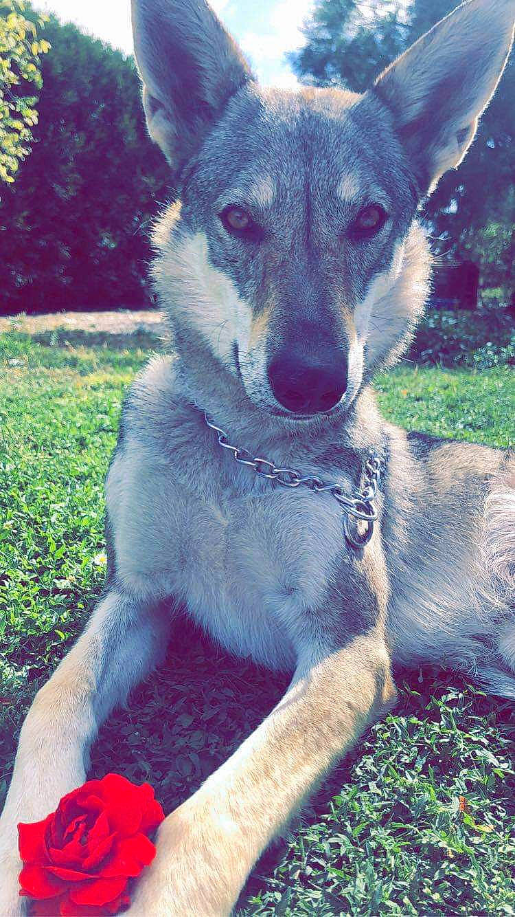 Passion a rejoint le concours — aidez-le/la à gagner de superbes lots ! canidae, carnivore, collar, companion_dog, dog, dog_breed, dog_supply, floribunda, garden_roses, hybrid_tea_rose, jaw, petal, rose, rose_family, rose_order, snout, sporting_group, vertebrate, whiskers, working_dog