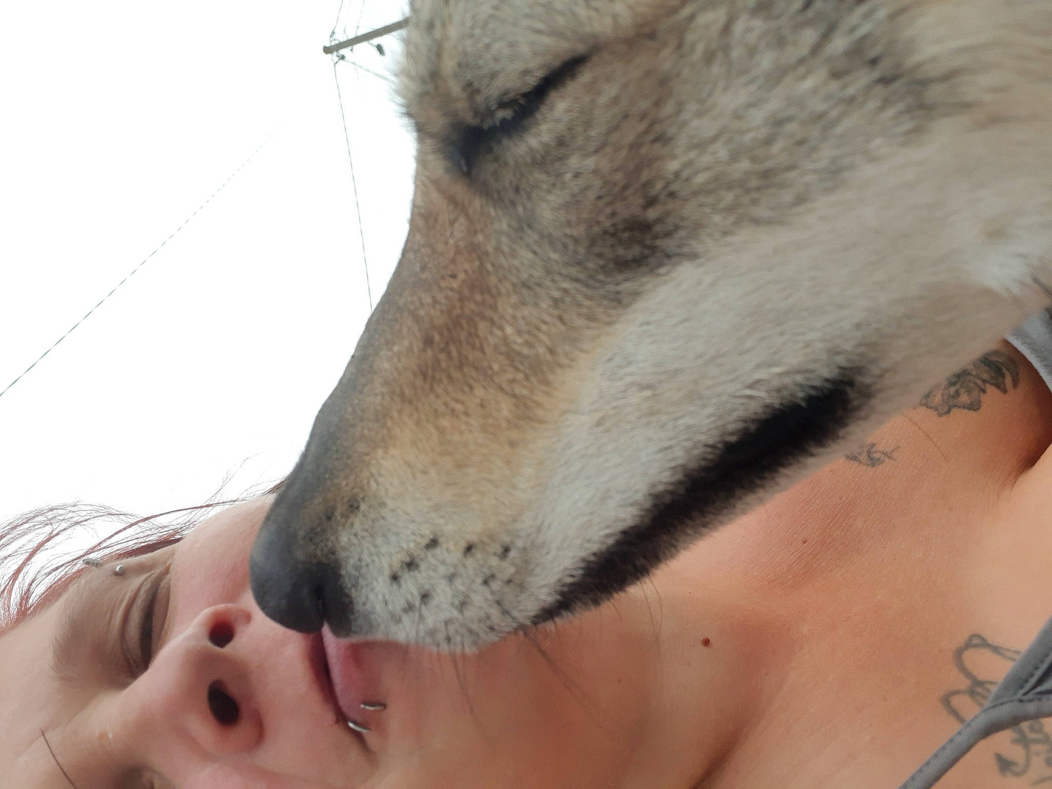 Passion participe au concours pour gagner de l'argent avec cette photo : canidae, canis, carnivore, close_up, dog, dog_breed, eyelash, fur, iris, jaw, lip, nail, neck, organ, photography, skin, snout, vertebrate, whiskers, wolf