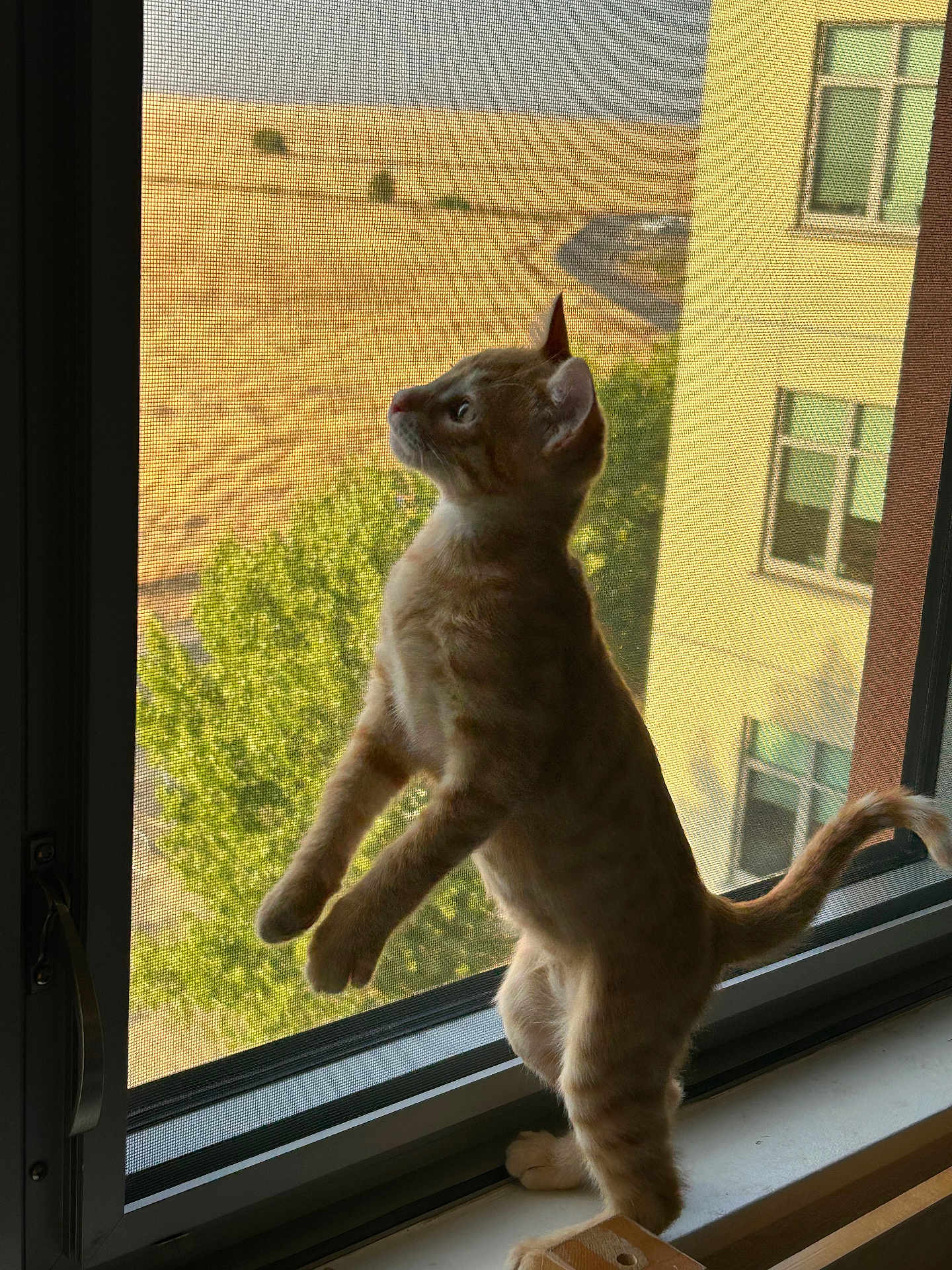 Jonesy