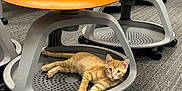 Jonesy is registered to the contest to win money with this photo: animal, carpet, cat, cozy, curious, domestic_cat, floor, furniture, indoor, kitten, looking, office_chair, orange_cat, orange_chair, pet, playful, resting, striped_cat, wheels, young_cat