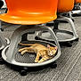 kitten, cat, orange_cat, office_chair, carpet, floor, wheels, orange_chair, furniture, indoor, curious, pet, animal, resting, looking, young_cat, striped_cat, domestic_cat, playful, cozy