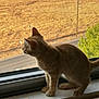 Jonesy joined the competition — help win amazing prizes! cat, kitten, windowsill, window, screen, outdoor, field, tree, curious, animal, pet, indoor, sunlight, young, feline, looking, side_view, domestic_cat, nature, quiet