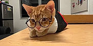 Jonesy is registered to the contest to win money with this photo: cat, orange_tabby, glasses, table, indoor, window, bulletin_board, photos, furniture, cozy_room, pet, cute, animal, mammal, domestic_cat, resting, costume, eyewear, wooden_surface, relaxed