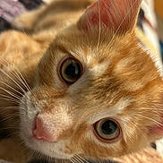 Jonesy joined the competition — help win amazing prizes! cat, orange_tabby, close_up, whiskers, pink_nose, fur, eyes, pet, animal, cute, indoor, blanket, cozy, relaxed, feline, face, soft, curious, domestic_cat, portrait