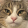 Kura participe au concours pour gagner de l'argent avec cette photo : cat, tabby_cat, close_up, face, green_eyes, whiskers, pink_nose, fur, pet, animal, domestic_cat, looking, portrait, mammal, cute, feline, indoor, attention, ears