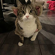 Kura participe au concours pour gagner de l'argent avec cette photo : cat, tabby, pet, fur_coat, indoor, floor, tiled_floor, curious, animal, whiskers, ears, fur, coat, home, furniture, blanket, red, white, brown, cute