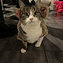 cat, tabby, pet, fur_coat, indoor, floor, tiled_floor, curious, animal, whiskers, ears, fur, coat, home, furniture, blanket, red, white, brown, cute