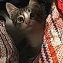 Kura a rejoint le concours — aidez-le/la à gagner de superbes lots ! kitten, cat, animal, pet, curious, blanket, pattern, colorful, indoors, closeup, face, fur, whiskers, ears, eyes, cute, young, cozy, soft, peek
