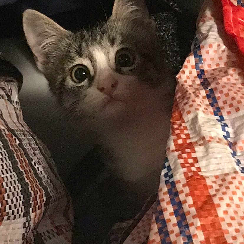 Kura a rejoint le concours — aidez-le/la à gagner de superbes lots ! animal, blanket, cat, closeup, colorful, cozy, curious, cute, ears, eyes, face, fur, indoors, kitten, pattern, peek, pet, soft, whiskers, young