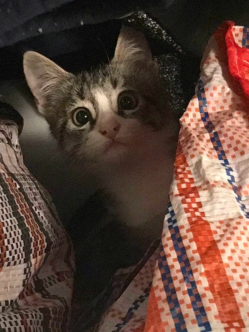 Kura a rejoint le concours — aidez-le/la à gagner de superbes lots ! kitten, cat, animal, pet, curious, blanket, pattern, colorful, indoors, closeup, face, fur, whiskers, ears, eyes, cute, young, cozy, soft, peek