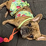 dog, french_bulldog, brindle, pet, couch, indoor, toy, orange, green, floral, clothing, collar, animal, cute, portrait, looking, ears, face, resting, domestic_animal