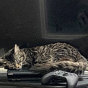 Storm is registered to the contest to win money with this photo: cat, tabby, sleeping, gaming_console, sony, game_controller, electronics, table, indoor, pet, feline, resting, fur, whiskers, cozy, relaxation, black, technology, leisure, household