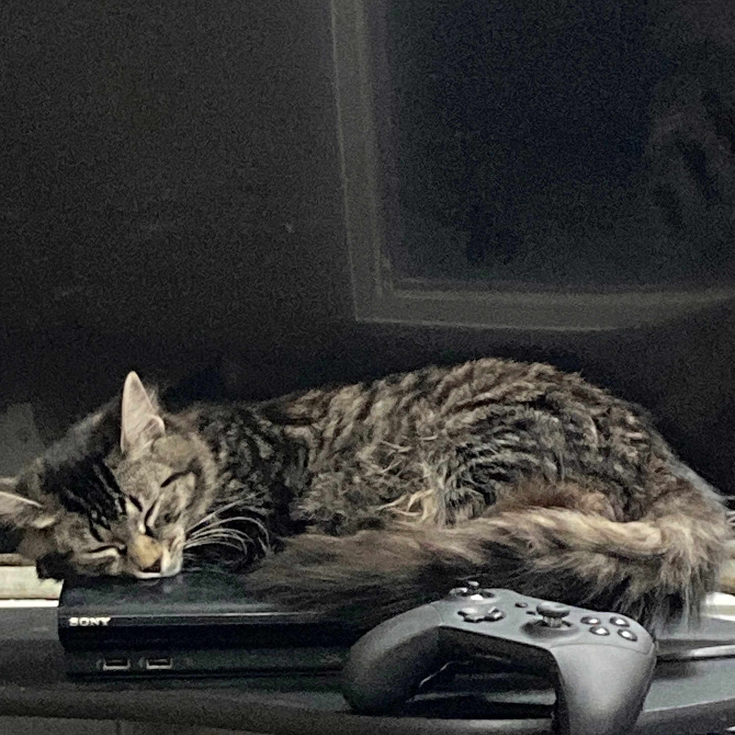 Storm is registered to the contest to win money with this photo: black, cat, cozy, electronics, feline, fur, game_controller, gaming_console, household, indoor, leisure, pet, relaxation, resting, sleeping, sony, tabby, table, technology, whiskers