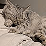 Baku a rejoint le concours — aidez-le/la à gagner de superbes lots ! animal, blanket, cat, closeup, cozy, cute, domestic_cat, feline, fur, indoor, nap, paw, peaceful, pet, resting, silver_tabby, sleeping, soft, tabby, whiskers