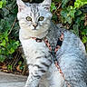 Baku a rejoint le concours — aidez-le/la à gagner de superbes lots ! alert, cat, close_up, curious, feline, fur, green_eyes, green_leaves, harness, ivy, leash, nature, outdoor, pet, plant, silver_tabby, sitting, tile_floor, whiskers, young_cat