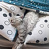 bed, blanket, cat, cozy, cute, fur, gray, indoor, nap, pet, pillow, pink, polka_dot, relaxed, sleeping, soft, stretching, tabby, toy, whiskers