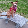 dog, brown_dog, sitting, stone_bench, red_harness, tongue_out, park, grass, outdoor, pet, canine, happy, animal, leash, daytime, nature, playful, cute, friendly, smiling