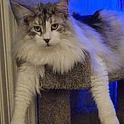 Saber Apolo Walsten joined the competition — help win amazing prizes! animal, cat, cat_tree, curious, cute, domestic, feline, fluffy, fur, indoor, long_hair, lounging, mammal, paws, pet, portrait, relaxed, resting, whiskers, yellow_eyes