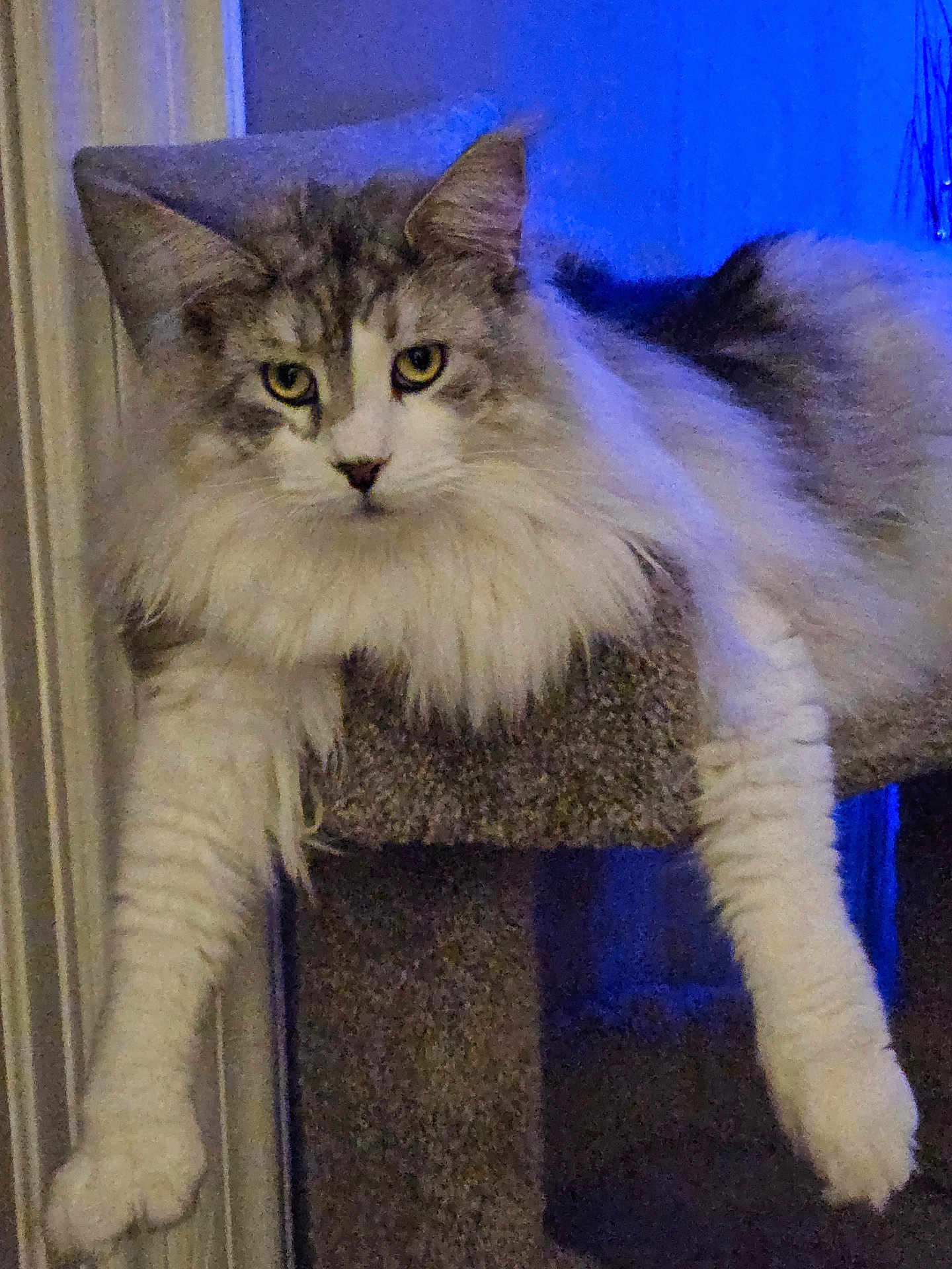 Saber Apolo Walsten joined the competition — help win amazing prizes! animal, cat, cat_tree, curious, cute, domestic, feline, fluffy, fur, indoor, long_hair, lounging, mammal, paws, pet, portrait, relaxed, resting, whiskers, yellow_eyes