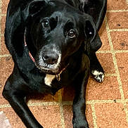 Bear joined the competition — help win amazing prizes! dog, black_dog, pet, animal, lying_down, floor, brick_floor, indoor, looking_up, collar, paw, canine, mammal, domestic_animal, fur, snout, ears, tail, cute, companion