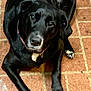 dog, black_dog, pet, animal, lying_down, floor, brick_floor, indoor, looking_up, collar, paw, canine, mammal, domestic_animal, fur, snout, ears, tail, cute, companion