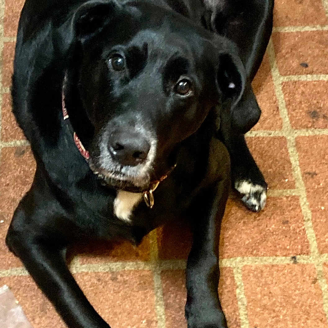 Bear joined the competition — help win amazing prizes! animal, black_dog, brick_floor, canine, collar, companion, cute, dog, domestic_animal, ears, floor, fur, indoor, looking_up, lying_down, mammal, paw, pet, snout, tail
