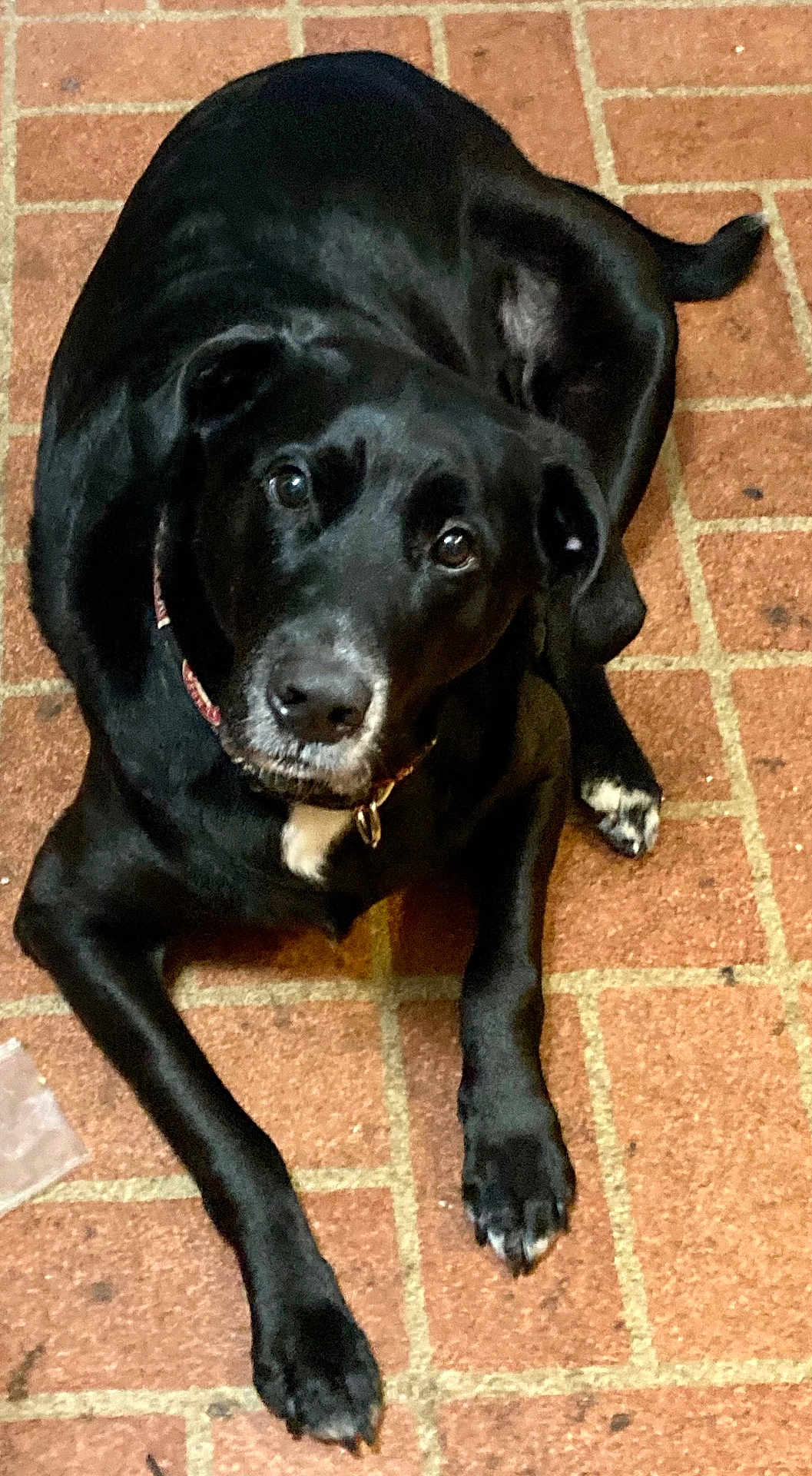 Bear joined the competition — help win amazing prizes! dog, black_dog, pet, animal, lying_down, floor, brick_floor, indoor, looking_up, collar, paw, canine, mammal, domestic_animal, fur, snout, ears, tail, cute, companion