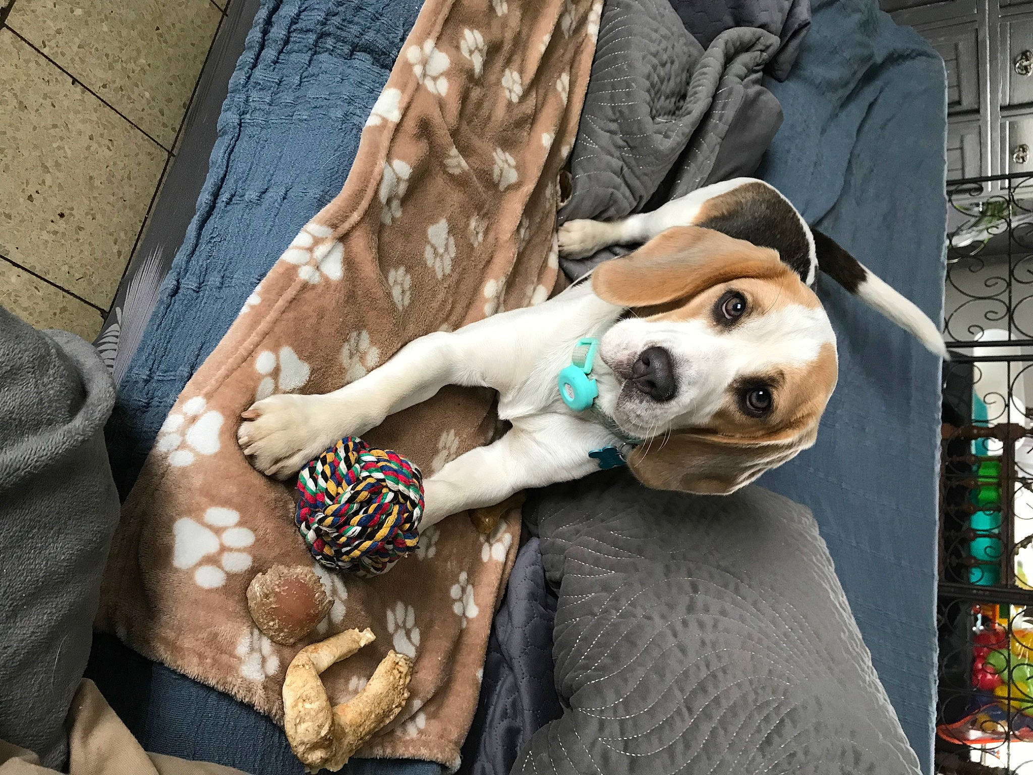 Dixie a rejoint le concours — aidez-le/la à gagner de superbes lots ! canidae, carnivore, companion_dog, dog, dog_breed, doll, eyewear, fashion_accessory, fawn, fun, fur, human_leg, pattern, sitting, sporting_group, street, textile, toy, wood