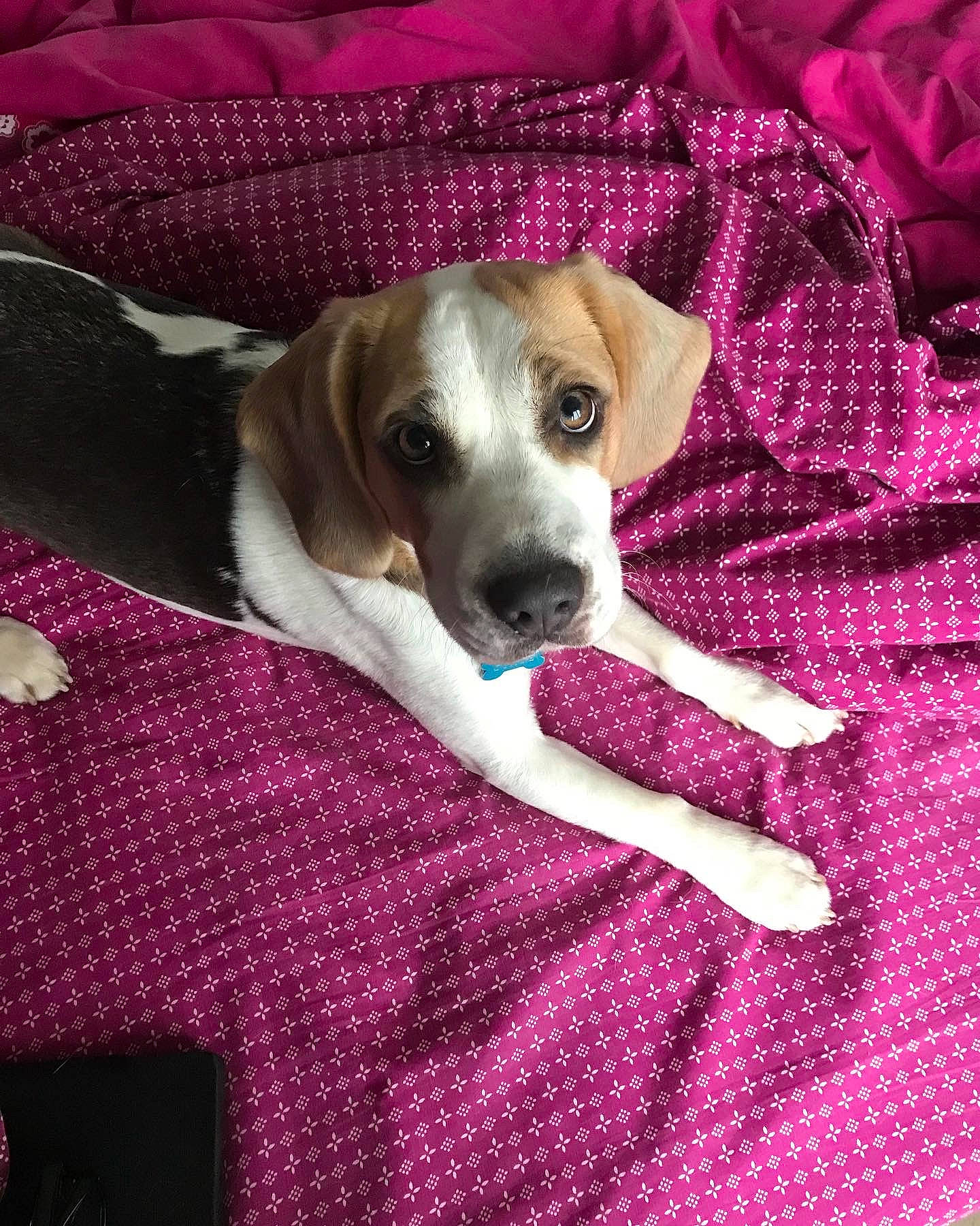 Dixie a rejoint le concours — aidez-le/la à gagner de superbes lots ! canidae, carnivore, comfort, companion_dog, dog, dog_breed, dog_supply, fawn, linens, magenta, pattern, pet_supply, pink, snout, sporting_group