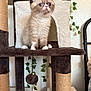 Junie joined the competition — help win amazing prizes! kitten, cat, cat_tree, indoor, pet, feline, curious, wide_eyes, fluffy, playful, toy, ivy, plant, wall, brown, white, fur, animal, cute, young