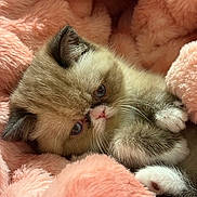 Junie is registered to the contest to win money with this photo: kitten, cat, pet, furry, cute, animal, cozy, blanket, pink, soft, paws, fur, face, closeup, resting, indoors, small, adorable, relaxed, sleepy