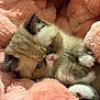 kitten, cat, pet, furry, cute, animal, cozy, blanket, pink, soft, paws, fur, face, closeup, resting, indoors, small, adorable, relaxed, sleepy