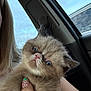 Junie is registered to the contest to win money with this photo: kitten, cat, pet, animal, furry, blue_eyes, hand, person, car, window, sky, nail_art, cute, close_up, indoors, feline, soft_fur, holding, portrait, young