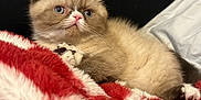 Junie joined the competition — help win amazing prizes! kitten, cat, blue_eyes, fluffy, pet, animal, indoor, blanket, red, white, cozy, cute, feline, relaxing, soft, young, paw, fur, resting, comfort