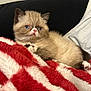 kitten, cat, blue_eyes, fluffy, pet, animal, indoor, blanket, red, white, cozy, cute, feline, relaxing, soft, young, paw, fur, resting, comfort